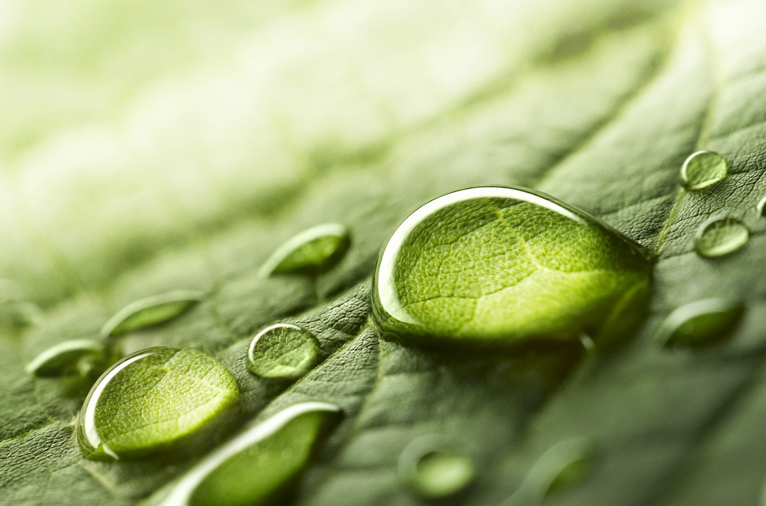 Large,Beautiful,Drops,Of,Transparent,Rain,Water,On,A,Green