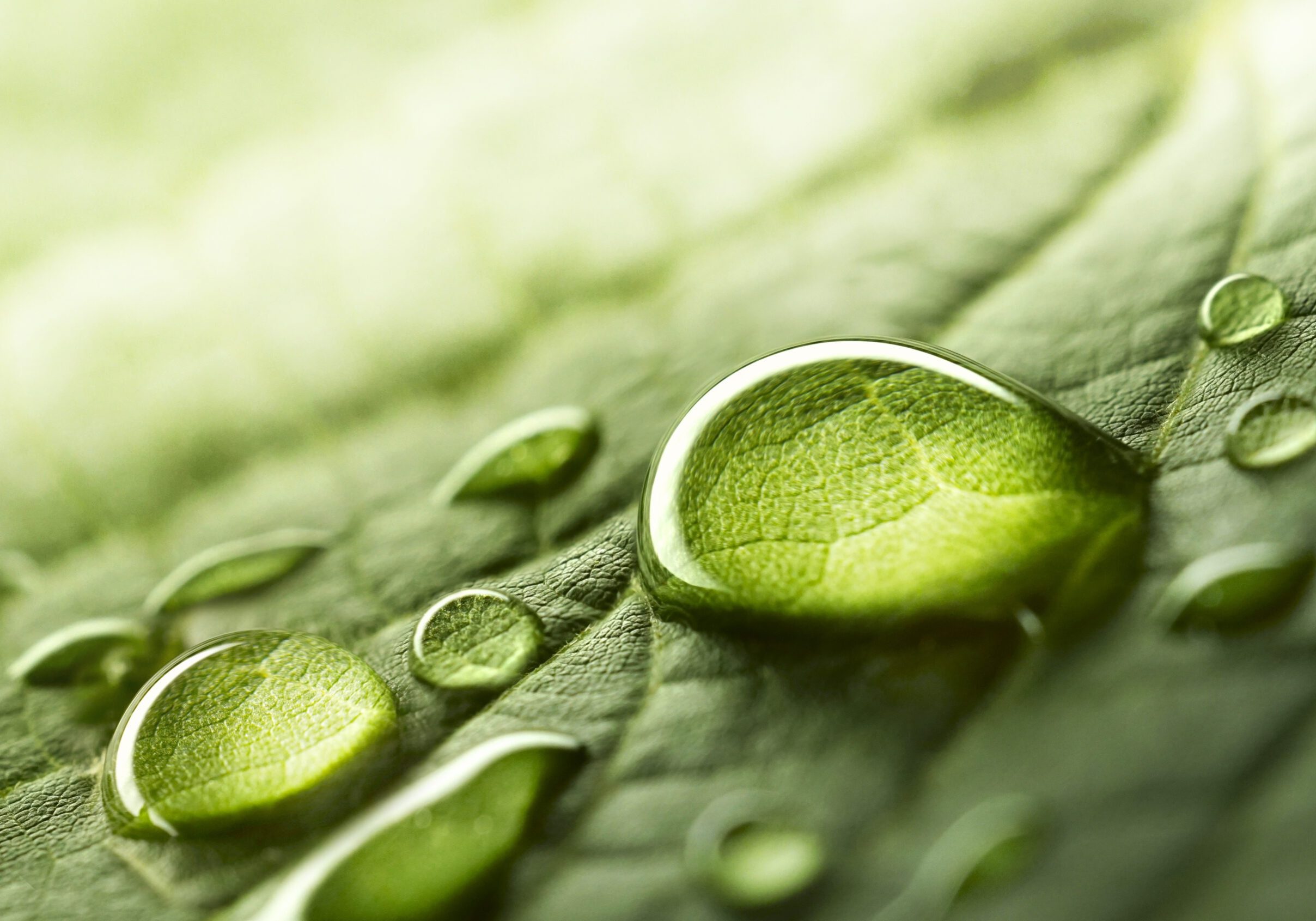 Large,Beautiful,Drops,Of,Transparent,Rain,Water,On,A,Green